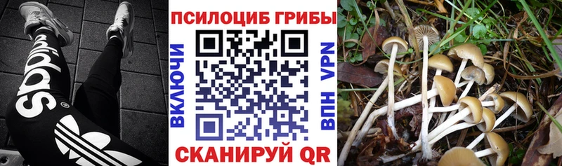 Галлюциногенные грибы Psilocybine cubensis  Лебедянь 